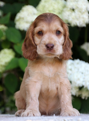 Sobel best sale cocker spaniel